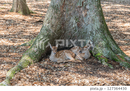 大木の根本でくつろぐ子鹿　奈良公園浅茅ケ原園地 127364430