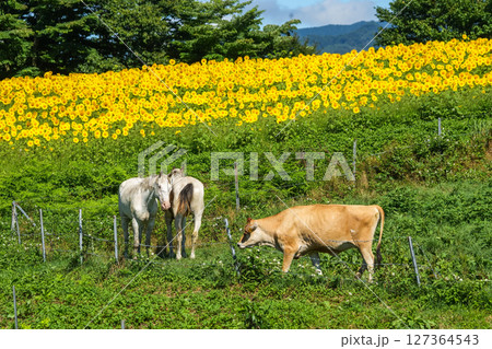 青空広がる高原の向日葵畑と牧場でくつろぐ馬と牛。岡山県真庭市「蒜山高原・蒜山ジャージーランド」 青空広がる高原の向日葵畑と牧場でくつろぐ馬と牛。岡山県真庭市「蒜山高原・蒜山ジャージーランド」 127364543
