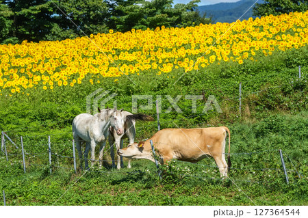 青空広がる高原の向日葵畑と牧場でくつろぐ馬と牛。岡山県真庭市「蒜山高原・蒜山ジャージーランド」 青空広がる高原の向日葵畑と牧場でくつろぐ馬と牛。岡山県真庭市「蒜山高原・蒜山ジャージーランド」 127364544