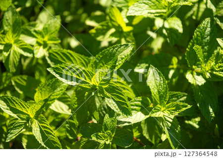 Fresh mint leaves glistening in sunlight in garden setting. Summer season . Kitchen garden with aroma herb. 127364548