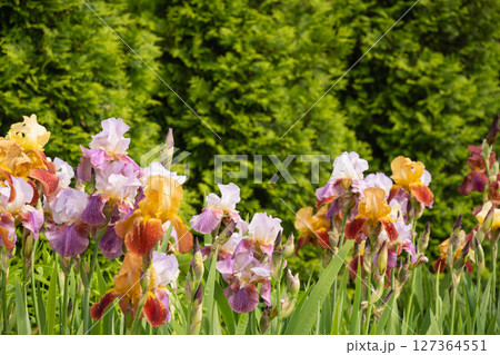 Many colorful Irises flowers of different varieties in summer garden on flower bed. Outdoors. Summer season. 127364551