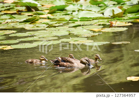 スイレンの池に泳ぐカルガモの親子 127364957