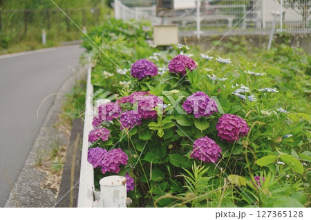 梅雨シーズンに咲く紫陽花（あじさい）-Hydrangea （花言葉：元気な女性、強い愛情） 127365128
