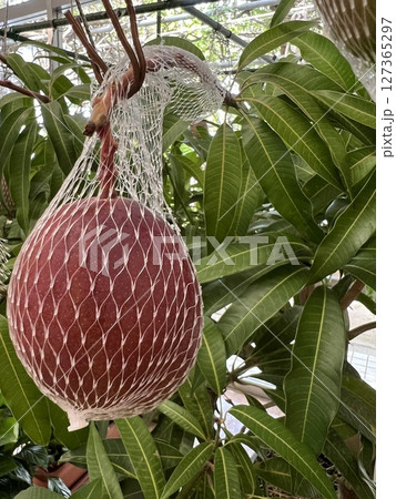 ハウス栽培の熟したマンゴーのアップ1 ハウス栽培の熟したマンゴーのアップ1 127365297