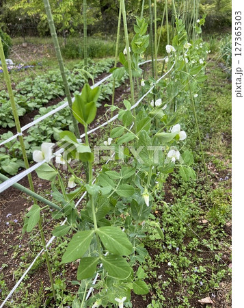 家庭菜園のスナップエンドウとじゃがいも畑 家庭菜園のスナップエンドウとじゃがいも畑 127365303