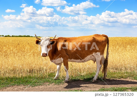 White and brown cow in golden wheat field against blue sky. Cow in field of wheat on sunny summer day. 127365320