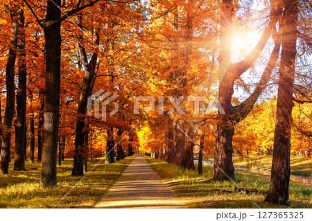 Orange color trees, green grass and red brown leaves in fall city park. Autumn trees with golden leaves and sunlight. 127365325