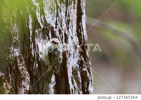 キバシリの幼鳥 キバシリの幼鳥 127365364