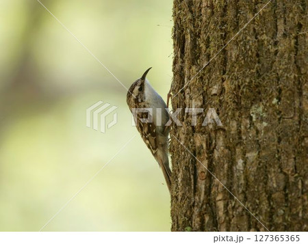 キバシリ 127365365