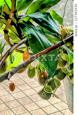 筑波実験植物園の食虫植物 筑波実験植物園の食虫植物 127365430