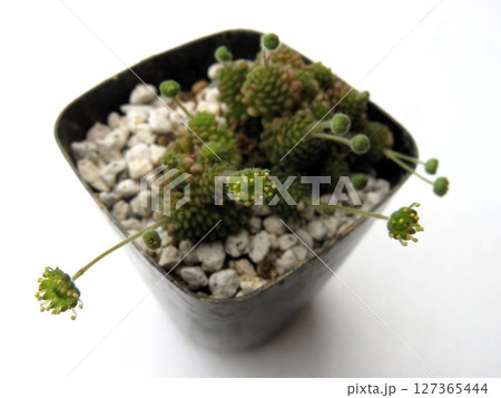 ポリフィラ花 127365444