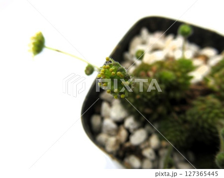 ポリフィラ花 127365445