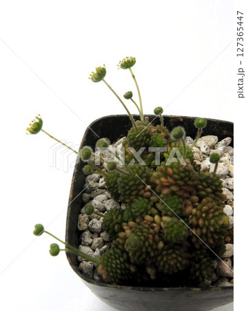 ポリフィラ花 ポリフィラ花 127365447