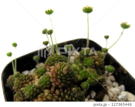 ポリフィラ花 127365448