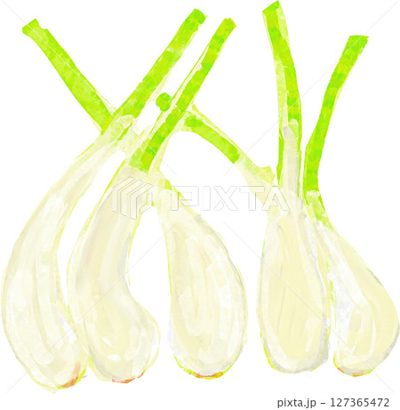 島らっきょうのイラスト 島らっきょうのイラスト 127365472