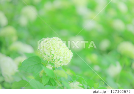 フレッシュな初夏のアジサイの風景 フレッシュな初夏のアジサイの風景 127365673