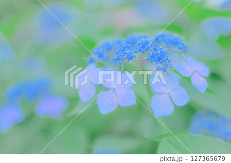 フレッシュな初夏のガクアジサイの風景 フレッシュな初夏のガクアジサイの風景 127365679