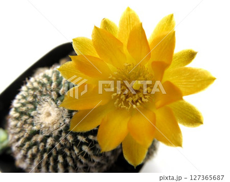 アレナケア　花 127365687