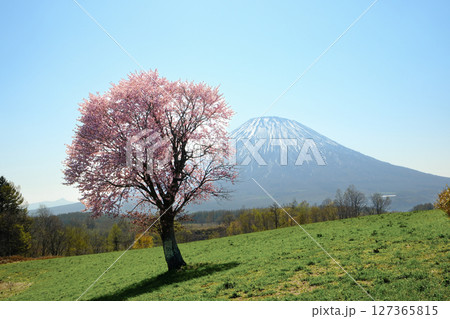羊蹄山と桜の風景 北海道ニセコエリア 望羊の丘 127365815