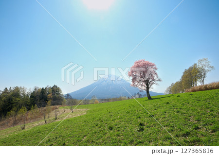 羊蹄山と桜の風景 北海道ニセコエリア 望羊の丘 127365816