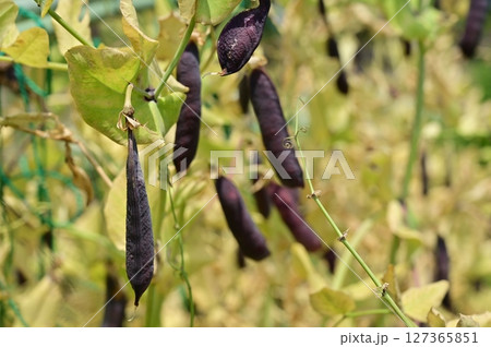 紫エンドウ（マメ科）ツタンカーメン 127365851