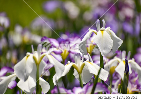 紫の花を背景に咲く白い花ショウブ 紫の花を背景に咲く白い花ショウブ 127365853
