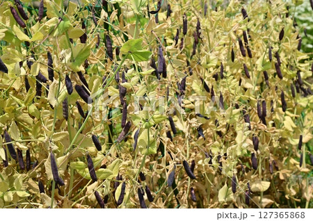 紫エンドウ（マメ科）ツタンカーメン 127365868