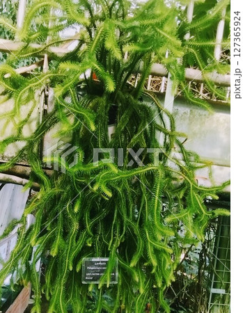 筑波実験植物園のムカデカズラ 127365924