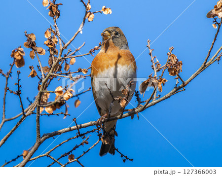 枝にとまるアトリ 127366003
