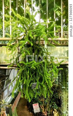 筑波実験植物園のムカデカズラ 127366093