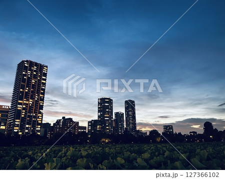 不忍池の蓮とビル群のある夕景 127366102