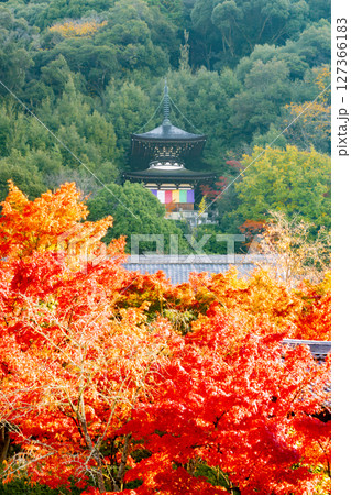 永観堂 紅葉 京都 永観堂 紅葉 京都 127366183