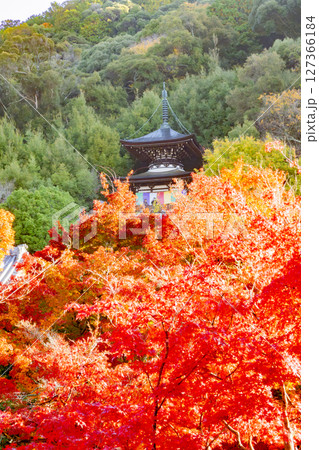 永観堂　紅葉　京都 127366184