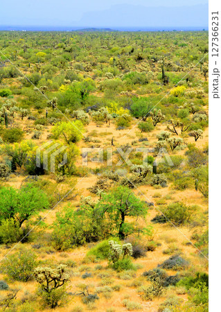 Cloudy Landscape Sonoran Desert Arizona Cloudy Landscape Sonoran Desert Arizona 127366231