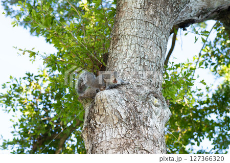木の上からこちらを警戒するトウブハイイロリス 木の上からこちらを警戒するトウブハイイロリス 127366320