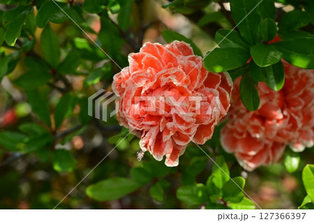 ハナザクロ(ミソハギ科)ザクロ属の花 ハナザクロ(ミソハギ科)ザクロ属の花 127366397