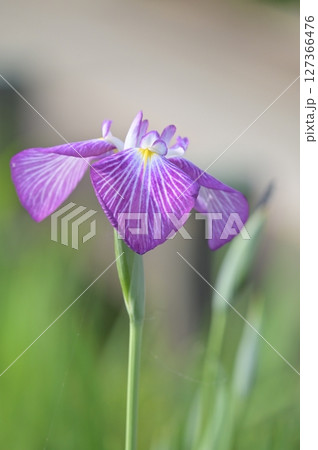 雨に濡れる花菖蒲 127366476
