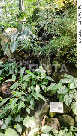 筑波実験植物園のスキスマトグロッティス 筑波実験植物園のスキスマトグロッティス 127366490