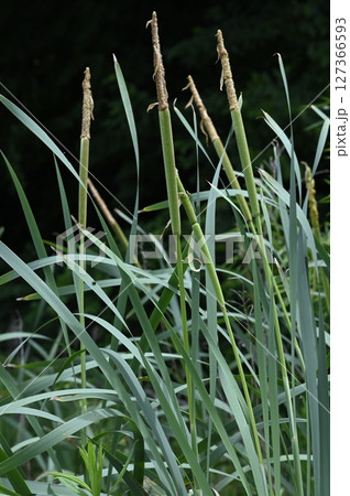 ガマの若い穂 127366593