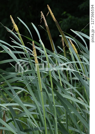 ガマの若い穂 127366594