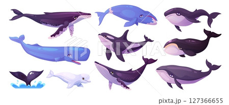 Cartoon whales. Blue whale, humpback beluga killer bowhead orca cachalot underwater aquatic animal big fish sea ocean mammals marine under water giant swanky vector illustration Cartoon whales. Blue whale, humpback beluga killer bowhead orca cachalot underwater aquatic animal big fish sea ocean mammals marine under water giant swanky vector illustration 127366655