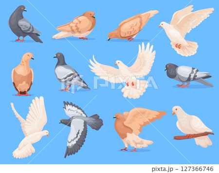 Cartoon pigeons birds. Rock doves city bird animal with feather wing, isolated pigeon flying grey dove group sitting walking pose cute characters set, neat vector illustration Cartoon pigeons birds. Rock doves city bird animal with feather wing, isolated pigeon flying grey dove group sitting walking pose cute characters set, neat vector illustration 127366746