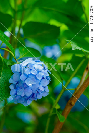 雫の垂れた青い紫陽花 雫の垂れた青い紫陽花 127367076