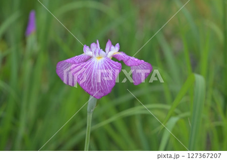 雨に濡れる花菖蒲 雨に濡れる花菖蒲 127367207