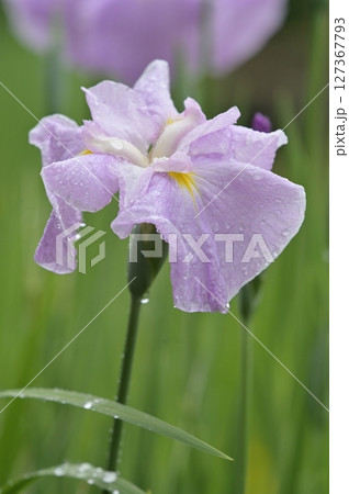 雨に濡れる花菖蒲 127367793