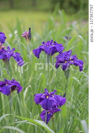 初夏に咲いた菖蒲 127367797