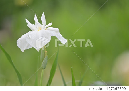 白い花菖蒲 127367800