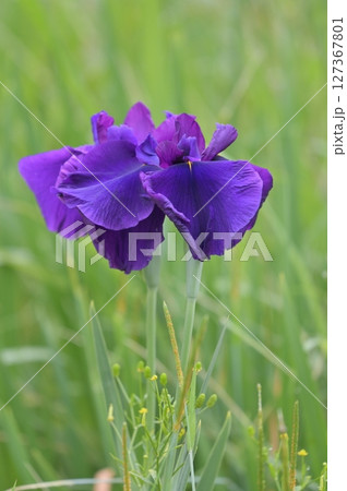 雨に濡れる花菖蒲 雨に濡れる花菖蒲 127367801