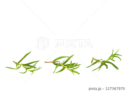 Three young cut sprigs of rosemary plant lie in row, isolated on transparent background with clipped path. Blank for artwork on theme of cooking, use of spices, medicinal herbs in national cuisines 127367970