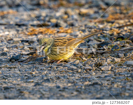 地面を歩くアオジ 地面を歩くアオジ 127368207